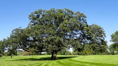 Executive Course at Giant Oak Golf Club