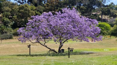 Presidio Hills Golf Course