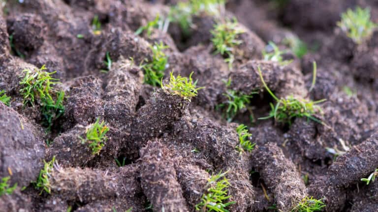 How To Aerate Golf Course Greens